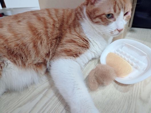 그루밍 브러시 제품과 이를 이용해서 정리한 반려묘 털뭉치. 박재림 기자