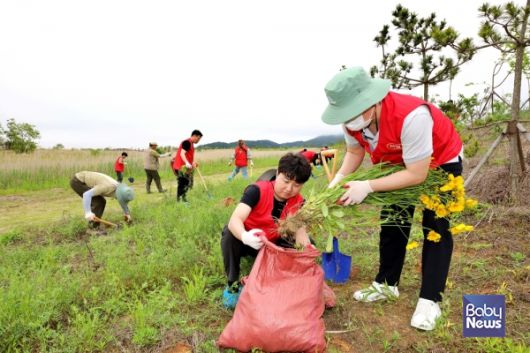 하림 직원이 지난 22일 새만금환경생태단지에서 토종 생태계 보호를 위해 생태계 교란종인 큰금계국을 뿌리째 뽑고 있다. ⓒ(주)하림