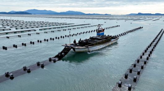 무산김 수확.   /장흥군
