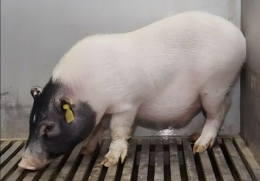 장기 이식용 유전자 조작 '바마 미니 돼지'./연합뉴스