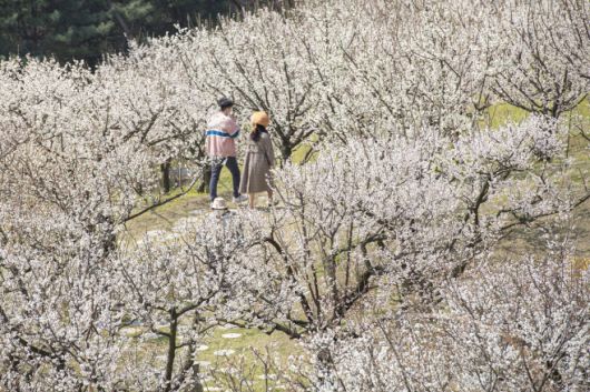 에버랜드 하늘정원길. / 에버랜드 제공