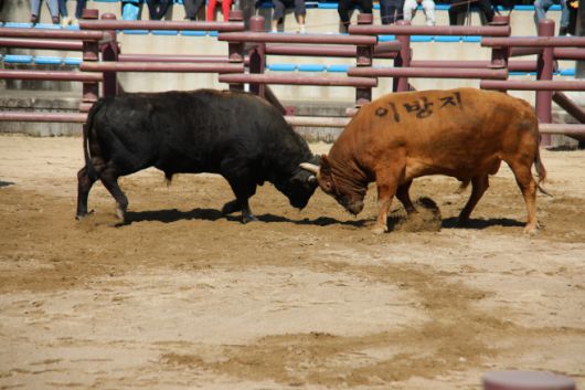 26일 창녕 소 힘겨루기 경기장에서 제21회 창녕 전국 민속 소힘겨루기  8강전이 펼쳐지고 있다. /오성환 기자