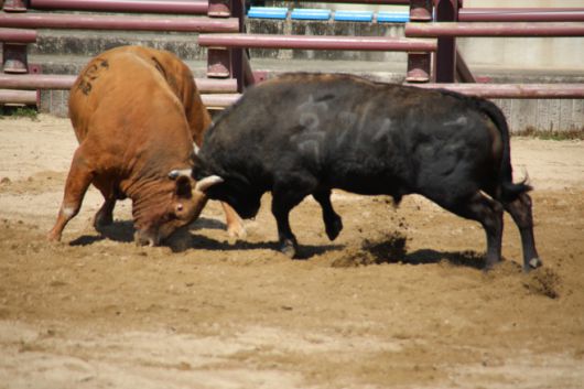 26일 창녕 부곡 소 힘겨루기 경기장에서 제21회 창녕 전국 민속 소힘겨루기  8강전이 펼쳐지고 있다. /오성환 기자