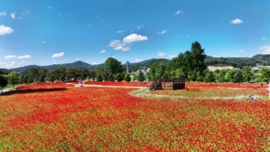경기도를 대표하는 관광 축제인 '자라섬 꽃 페스타'가 24일부터 6월 15일까지 가평군 자라섬 남도에서 열린다.사진은 지난해 축제장 모습./가평군