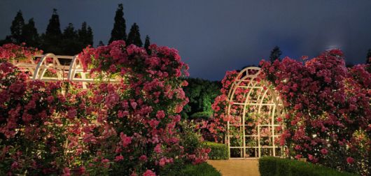 전남 광양시 중마동 장미공원 야경. /광양시