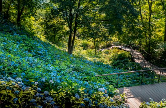 여름 수국 축제. / 곤지암리조트 제공