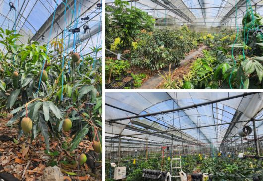 유광농장 애플망고 내부