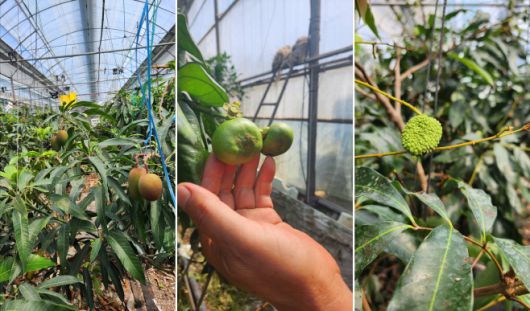 애플망고, 윈터프린스, 리치(왼쪽부터)