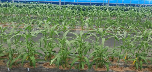 기후변화  대응할 수 있는 아열대 작물인 공심채 식재 모습./충남도 농업기술원