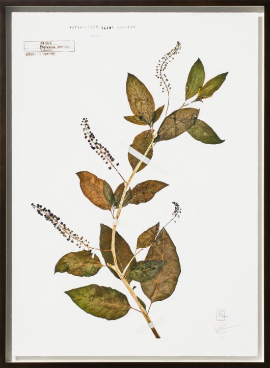 '난지도 15-13' (미국자리공), 아카이벌 피그먼트 프린트 위에 혼합재료, 108x77cm, 2015, 서울시립미술관 소장. /작가