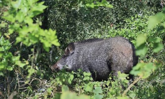 야생멧돼지 모습/연합