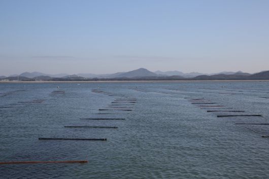 충남도의 수출 효자품목 김 양식장.