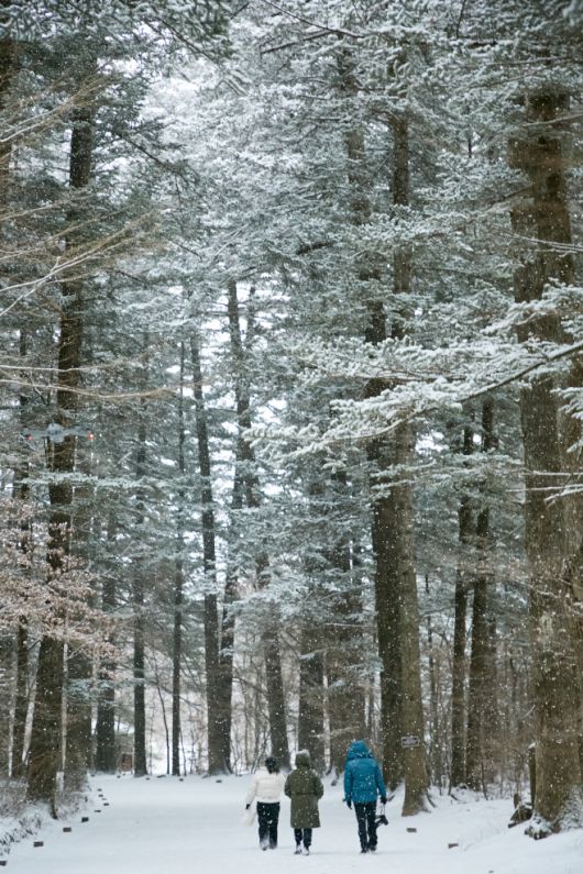 오대산 월정사 전나무숲길. / 지엔씨이십일 제공