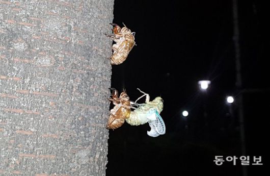 서울 노원구 마들그린공원, 땅속에서 오랜 시간을 보낸 매미 유충이 드디어 껍질을 벗고 날개를 펴기 시작합니다.