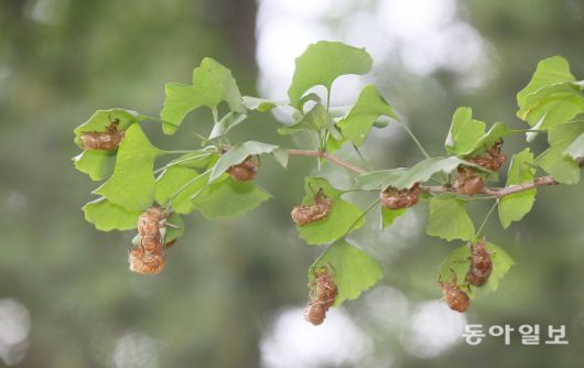 매미들의 울음소리가 가득한 서울 노원구 한 공원 은행나무에 탈피(우화)한 매미껍질이 여기저기 매달려 있습니다.