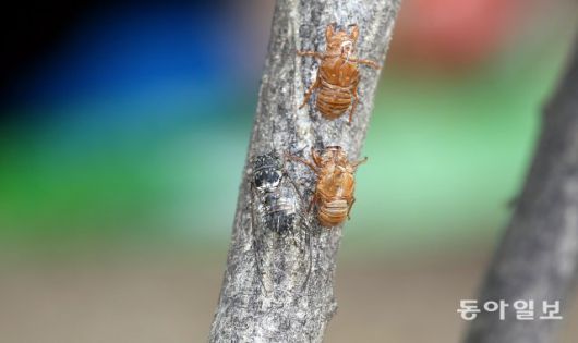 서울 노원구 한 공원에 ‘탈피(우화)’를 마친 매미가 요란한 울음소리를 내고 있습니다.