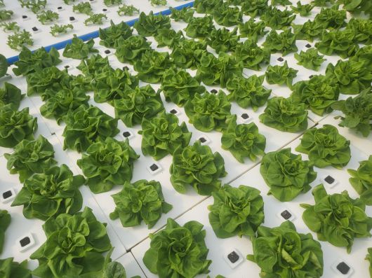 서유채농장에서 재배하는 채소. 서유채농장 제공