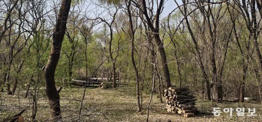 연두색 새잎들이 싱그런 봄을 알리는 길동생태공원. 김선미 기자  kimsunmi@donga.com