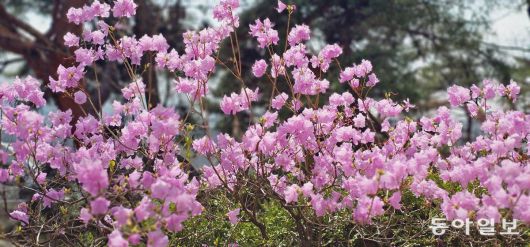 요즘 서울 곳곳에 흐드러지게 핀 진달래. 김선미기자  kimsunmi@donga.com