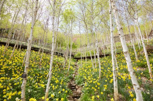 봄 수선화 축제가 열리고 있는 화담숲. 화담숲 제공