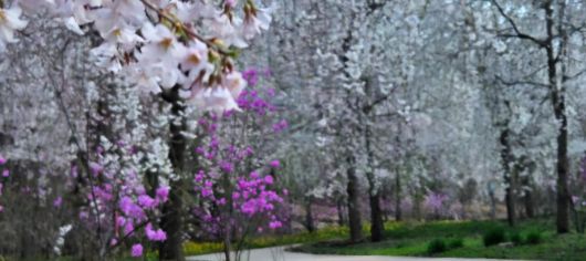 국립백두대간수목원의 4월 풍경. 국립백두대간수목원 제공