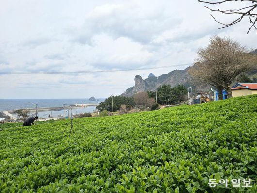 동아일보