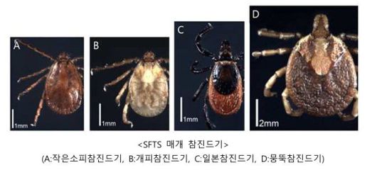 SFTS 매개 참진드기. 사진=질병관리청 제공