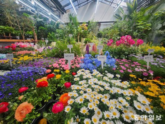 양재동화훼공판장 분화 매장 화분 꽃들. 이설 기자 snow@donga.com