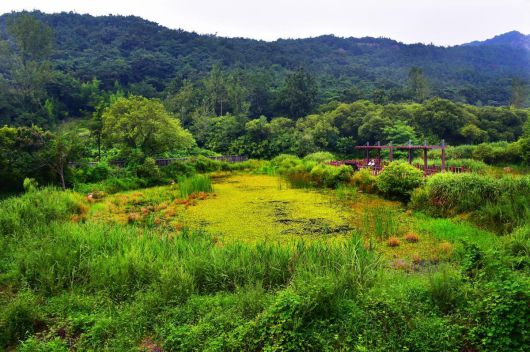 아산면의 운곡습지. 멸종위기 야생 동·식물 864종이 한데 어우러져 있어 생물다양성이 높고 보전가치가 큰 곳이다. 2011년 람사르습지로 지정됐다. 고창군 제공