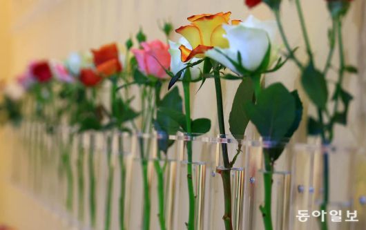 르완다 전시관에 마련된 다양한 장미들. 고양=전영한 기자 scoopjyh@donga.com