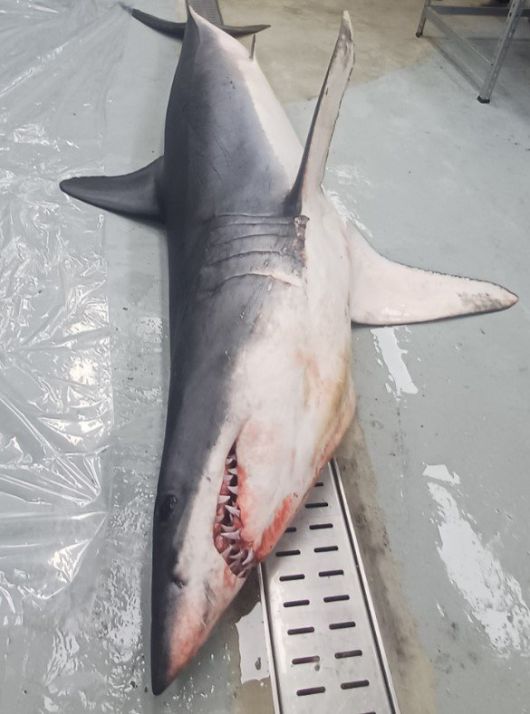 출처 국립수산과학원