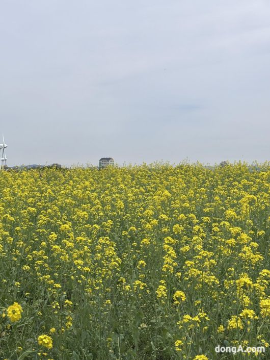 안성팜랜드에는 3만평 규모의 유채밭이 조성돼 있다. 황소영 기자 fangso@donga.com