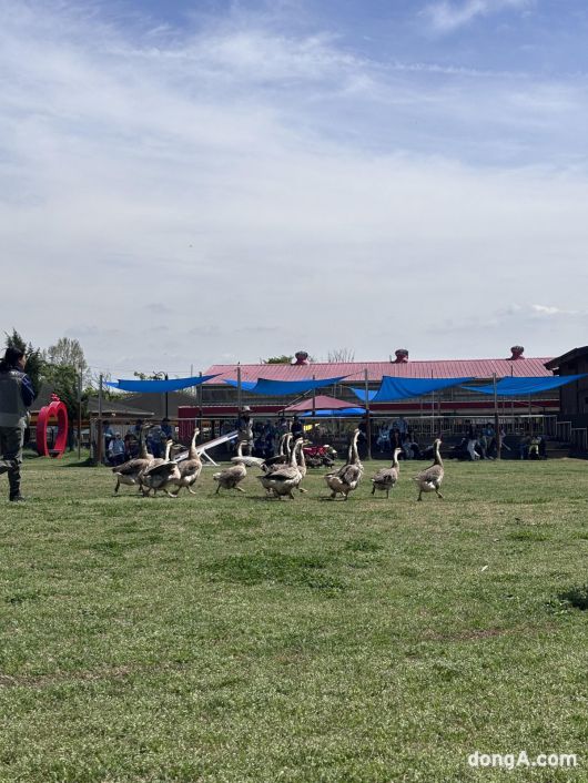 거위가 공연에서 행진을 선보이고 있다. 황소영 기자 fangso@donga.com