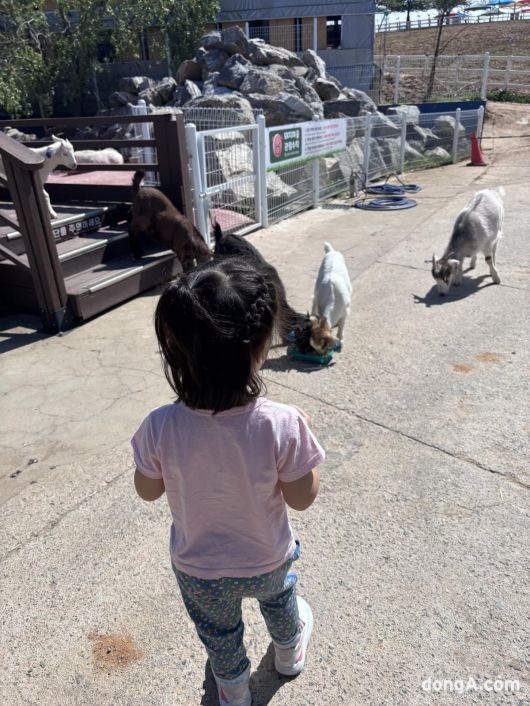 어린이가 먹이를 들자 새끼염소들이 다가오고 있다. 황소영 기자 fangso@donga.com