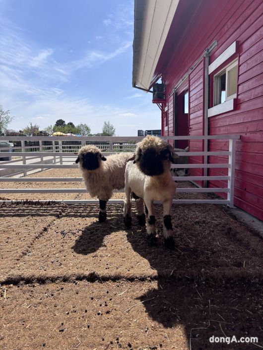 안성팜랜드 마스코트 검은코양. 황소영 기자 fangso@donga.com