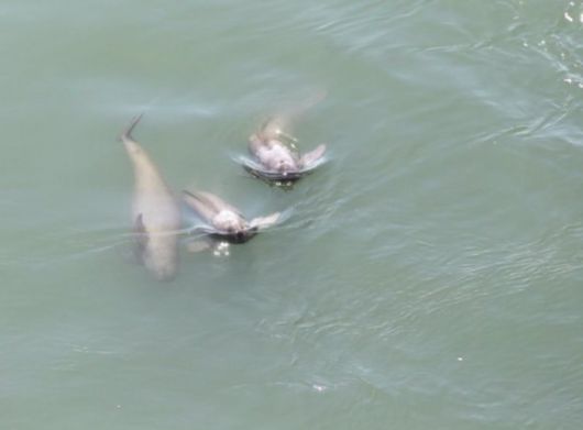 포착된 상괭이 가족들. 국립공원공단 제공