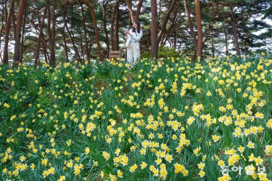 충남 서산 운산면의 유기방 가옥 뒷편 솔밭 동산에 만개한 수선화.