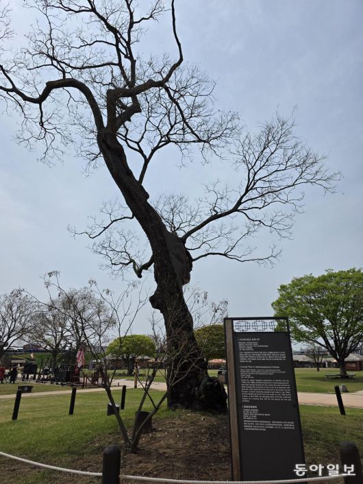 충남 서산 해미읍성에서 천주교 신자들의 박해에 사용됐던 ‘호야나무’.
