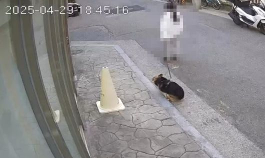 반려견 배설물을 치우지 않고 사라진 여성. 최재호 기자 cjh1225@donga.com