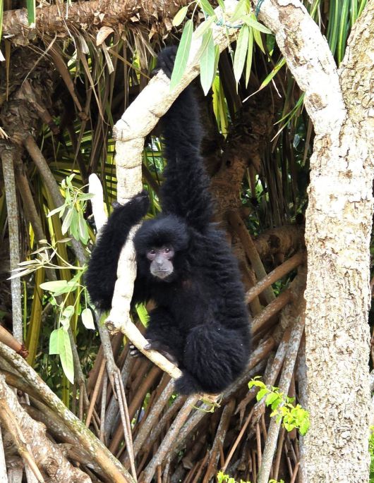 빈탄 리조트 사파리 라고이의 귀염둥이인 긴팔원숭이 빌리.
