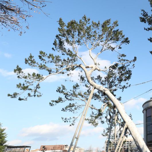 동아일보 ‘경성백승’(1929년 발간)에 소개된 서울의 ‘내 동리 명물’과 오늘날의 모습. 재동 백송(白松)은 천연기념물로 지정됐으며, 헌법재판소에서 여전히 볼 수 있다.
