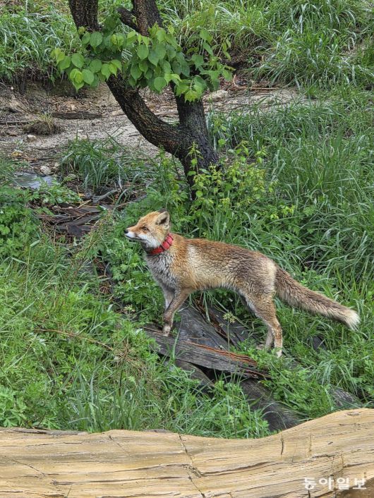 영주 소백산 여우생태관찰원에서 보호 중인, 덫에 다리가 잘린 여우.