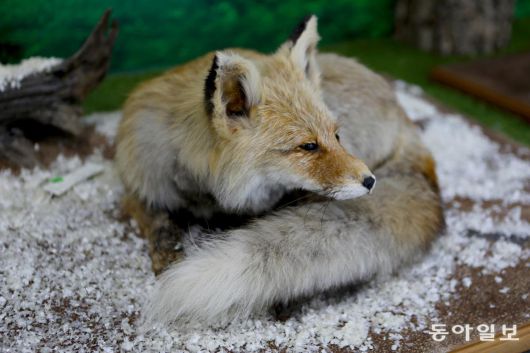 멸종위기 1급 토종 붉은 여우. 풍성한 꼬리털 때문에 ‘여우 목도리’로 인기가 높아 한때 마구잡이로 포획됐다.