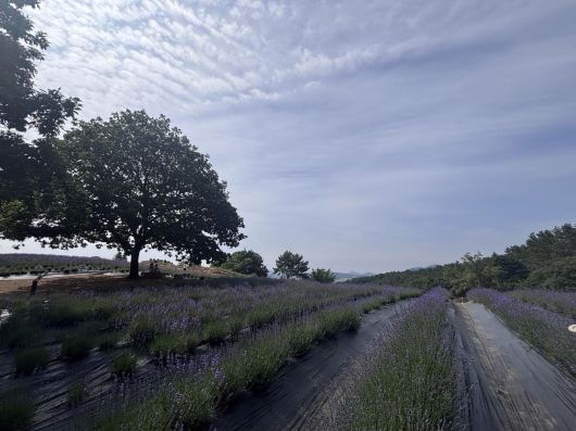 떡갈나무와 라벤더정원. 황소영 기자 fangso@donga.com