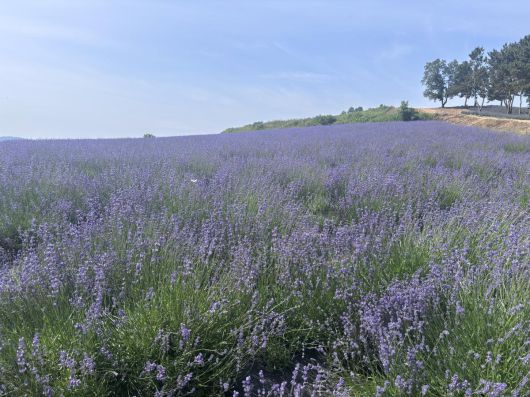 상하농원 내 라벤더 정원. 황소영 기자 fangso@donga.com