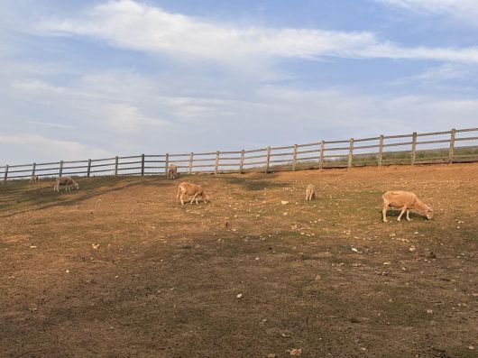 상하농원 양떼목장. 황소영 기자 fangso@donga.com