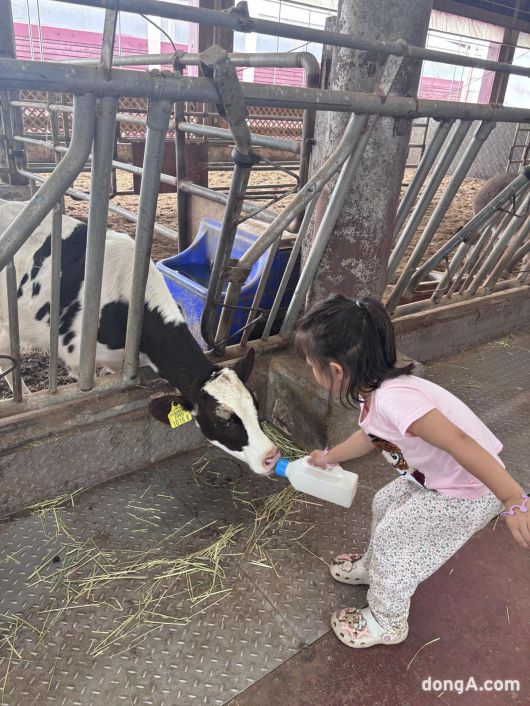 상하농원 목장에서 젖소 우유주기 체험 중인 어린이. 황소영 기자 fangso@donga.com