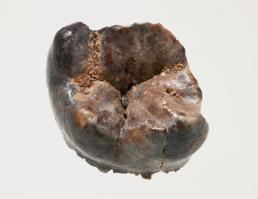 충남 공주시 왕릉원 2호분에서 출토된 어금니. 13세에 즉위해 2년 만에 사망한 백제 삼근왕의 것으로 추정된다. 국립부여문화유산연구소 제공