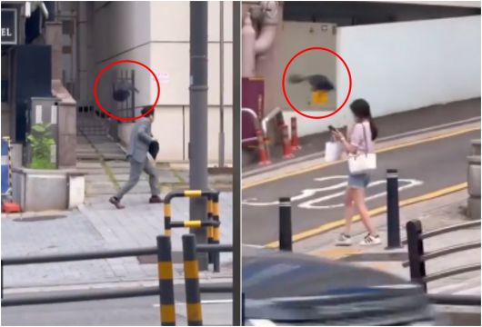 번식기를 맞은 큰부리까마귀가 도심에서 사람을 공격하는 사례가 늘고 있다. 환경부는 모자·우산 착용 등 행동 요령을 안내하고, 실태 조사와 안내 표지판 설치 등 대응책 마련에 나섰다. 채널A뉴스 갈무리.