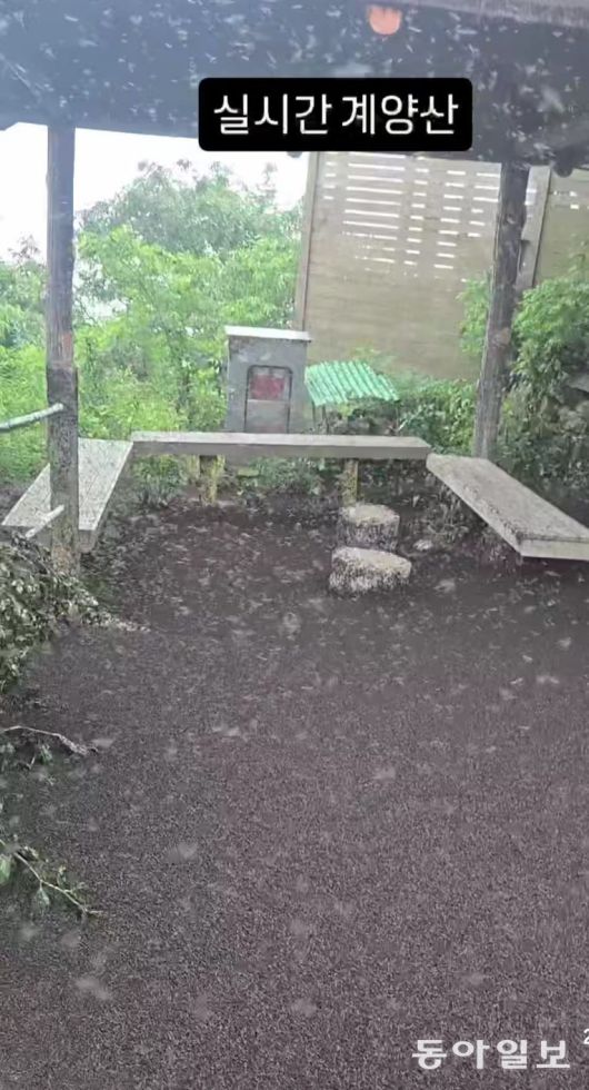 28일 인천 계양산에 나타난 러브버그 모습. 인스타그램 kimlark34 캡처